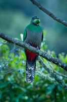 Kvesal chocholaty - Pharomachrus mocinno - Quetzal o3380